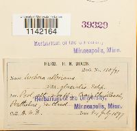 Pohlia wahlenbergii image