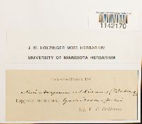 Pohlia wahlenbergii image