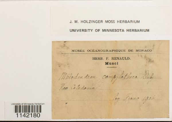 Mniodendron camptotheca image