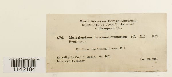 Dendro-hypnum fuscomucronatum image