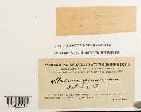 Mnium spinulosum image