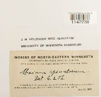 Mnium spinulosum image