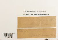 Mnium spinulosum image