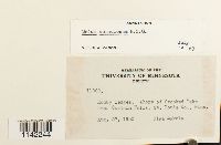 Mnium spinulosum image