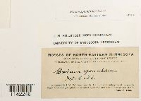 Mnium spinulosum image