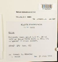 Mnium spinulosum image