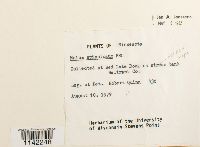 Mnium spinulosum image