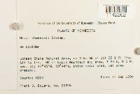 thumbnail image of current specimen