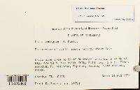 Mnium thomsonii image