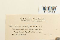 Mnium thomsonii image