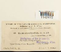 Mnium thomsonii image