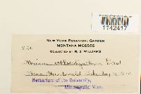 Mnium thomsonii image