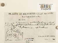 Mnium thomsonii image