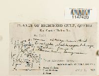 Mnium thomsonii image