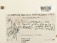 Mnium thomsonii image