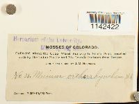 Mnium thomsonii image