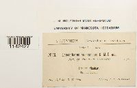 Leucophanes nicobaricum image