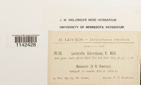 Levierella fabroniacea image