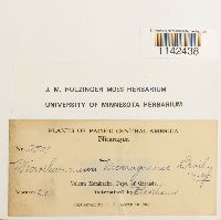 Image of Microthamnium nicaraguense