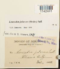 Thumbnail image of current specimen