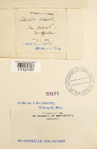 Leucodon brachypus var. andrewsianus image