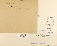 Leucodon brachypus var. andrewsianus image