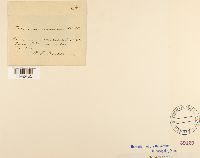 thumbnail image of current specimen