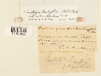 Lindbergia brachyptera image