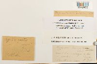 Loeskeobryum brevirostre image