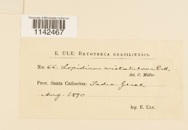 Lopidium aristatulum image