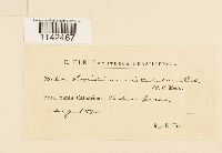 Media resource of Lopidium aristatulum