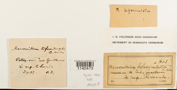 Macromitrium bifasciculatum image