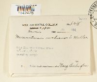 Macromitrium microstomum image