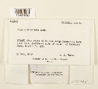 Meesia uliginosa image