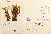 Meesia triquetra image