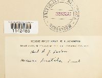 Meesia triquetra image