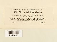 Meesia triquetra image