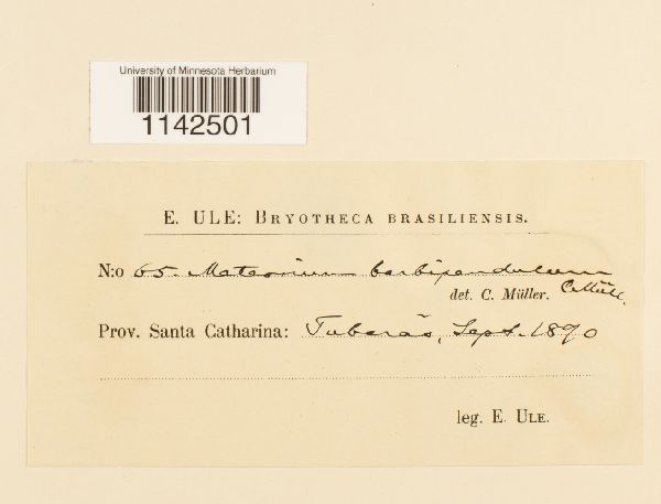 Meteorium barbipendulum image