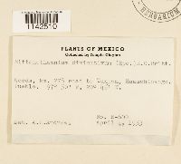 Media resource of Chryso-hypnum diminutivum