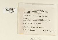 Mnium thomsonii image