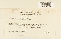 Mnium thomsonii image