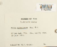 Mnium spinulosum image