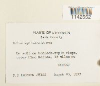 Mnium spinulosum image