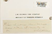 Mnium spinulosum image