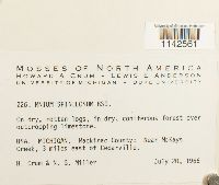 Mnium spinulosum image