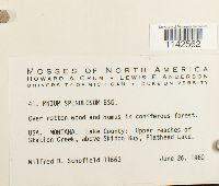 Mnium spinulosum image