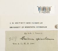 Mnium spinulosum image