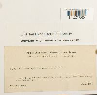 Mnium spinulosum image