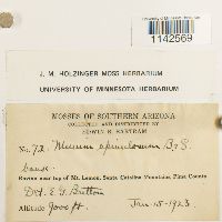 Mnium spinulosum image