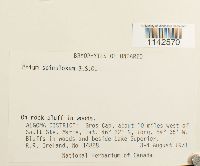 Mnium spinulosum image